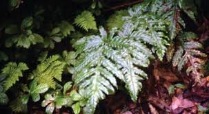 Image result for Tectaria