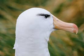 Birds That Make Mud Nests On Walls Beautiful Close Up Picture Of A Black Browed Albatross Almost All Black Browed Albatross Nesting Sites Are On Cliff Walls Pet Birds Bird Photography Sea Birds