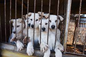 More Dogs Rescued From Butchers in South Korea, Arrive in America · A  Humane World