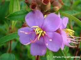 Image result for Melastomastrum