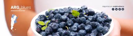 We did not find results for: Blueberry Market Is Becoming Increasingly Competitive Argentina Blueberry