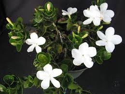 Image result for Carissa