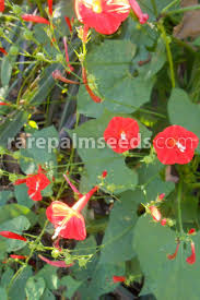 Image result for Ipomoea hederifolia