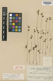 Image result for Utricularia simulans