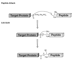 No chemical modification of proteins; Https Www Chem Uzh Ch Dam Jcr Ffffffff 9520 0a4a 0000 000078a0985d Lecture 3 4 Pdf