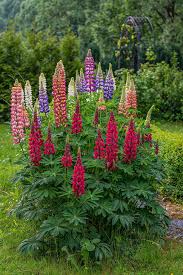 See more ideas about lupines, flowers, lupine flowers. Lupines Lupine Flowers Flower Landscape Flowers Nature