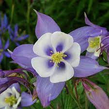This flower has 5 blue triangular petals on the outside, 5 white rounded petals on the inside and pale yellow stamens inside. Blue Columbine Seeds Flower Seeds In Packets Bulk Eden Brothers