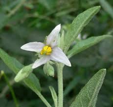 Image result for Solanum tettense