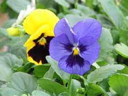 Pansies Bring Color To The Spring Garden News