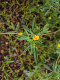 Image result for Stylosanthes fruticosa