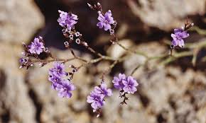 Image result for Plumbaginaceae