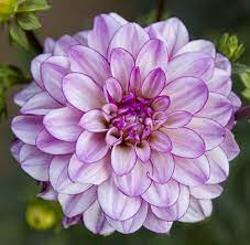 Pin On Flowers Dahlias