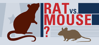 We did not find results for: How To Tell If You Have Mice Or Rats