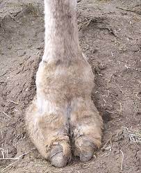I was having a shower , when my friend broke my mother's favourite vase. Noticable Camel Toe How Do You Approach