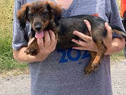 Sign up to the free course now. Westport Ct Dachshund Meet Sprout A Pet For Adoption