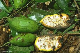 Image result for isolona