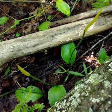 Image result for Ophioglossum vulgatum