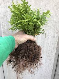Image result for cuttings thujas