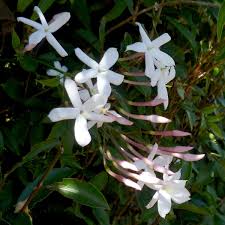 Image result for Jasminum pauciflorum
