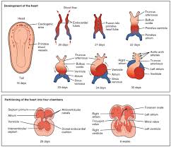 Heart Development Wikipedia