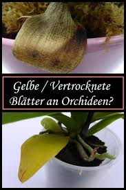 Wenn sie gerade eine orchidee gekauft haben, werden die blätter von unten gelb, wenn sie sich anpassen. Gelbe Blatter An Orchideen Keine Panik Orchideen Richtig Pflegen Orchideen Orchideenpflege