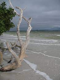 Driftwood On The Beach Driftwood Beach Beach Painting Driftwood