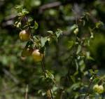 Image result for Tinnea