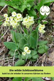 Die Wilde Schlusselblume Wildstaude In 2020 Bepflanzung Mehrjahrige Pflanzen Pflanzen