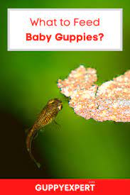 What To Feed Baby Guppies Baby Feeding Tropical Freshwater Fish Food