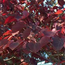 In general, 'forest pansy' redbuds grow best in eastern and central north america. Cercis Canadensis Forest Pansy Redbud Tidewater Trees