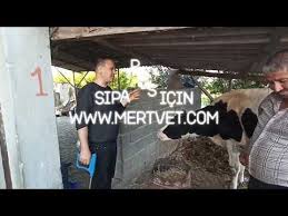 Ineklerde Mide Vitamin Topu Neden Uygulanmalidir Inek Hayvanbesleme Para Besicilik Youtube In 2020 Vitamins Make It Yourself Need This