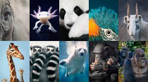 Rare endangered rare cute baby animals. 26 Endangered Animals We Need To Save Now Cn Traveller