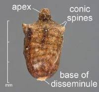 Image result for Anisophylleaceae