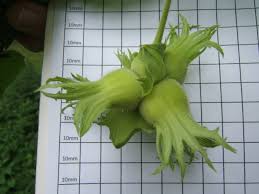 Image result for Oldfieldia macrocarpa