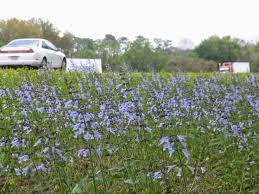 Working for florida's wildflowers, wildlife and wild places. Florida Wildflowers Alliance Hill Rv Park Just Off I 10 North Fl