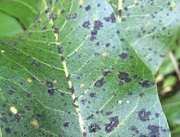 The mold may cover an entire leaf surface or appear in spots, depending on the severity of the problem. 5 Causes Of Black Spots On Houseplant Leaves And Solutions Smart Garden Guide