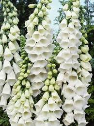 Even though the sissinghurst 'white gardens' had a singular color name, vita employed various shades of creams, greys, and lighter green flowers and plants into the garden. 150 White Flowers For My Garden Ideas White Flowers White Gardens Flowers