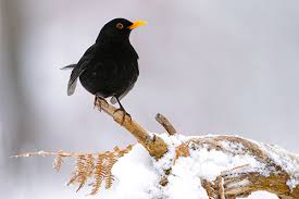Released february 2019 amsel 030. Amsel Schwarzdrossel Turdus Merula Www Natur In Nrw De