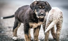 This is a guide about getting a puppy after losing one to parvo. Parvovirus It S Not Just For Puppies Veterinary Medicine At Illinois