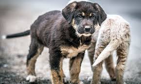 Cats also have a type of parvovirus that causes severe disease, known as feline panleukopenia. Parvovirus It S Not Just For Puppies Veterinary Medicine At Illinois