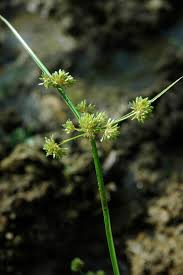 Image result for Cyperus difformis