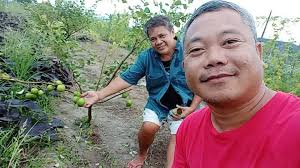 Available grafted sapling Thai giant jujube. Best tasting crab apple.