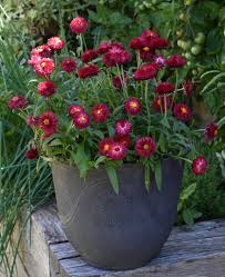 Image result for Helichrysum brassii