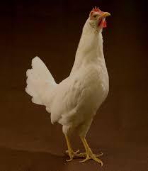 (seasoned pros know that leghorn is pronounced leggern.) Datei Ars White Leghorn Hen Cropped Jpg Wikipedia