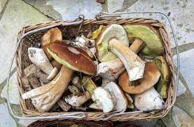 La girolle séchée est soigneusement triée, nettoyée puis séchée 48 h sur clayettes. Deja La Ruee Sur Les Champignons Le Parisien