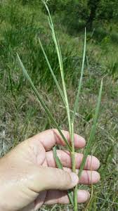 Image result for Panicum repentellum