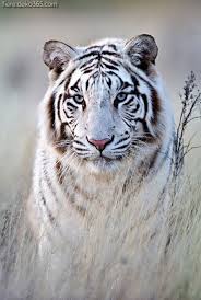 Temukan gambar harimau menakjubkan kualitas hd gratis! 31 Ide Harimau Putih Binatang Buas Harimau Putih Harimau