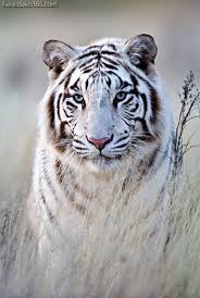  31 Ide Harimau Putih Binatang Buas Harimau Putih Harimau