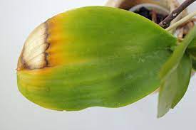 Für geschenke etc.) werden nur in der kategorie blühende orchideen angeboten! Orchideen Mit Sonnenbrand Was Tun Und Meine Tipps