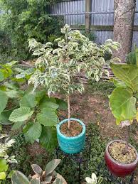 Image result for Ficus benjamina